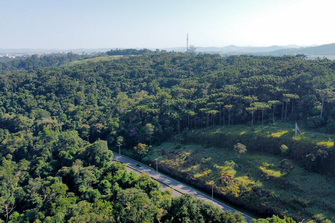 Bosque das Araucárias